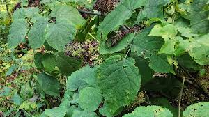 Image result for Araliaceae