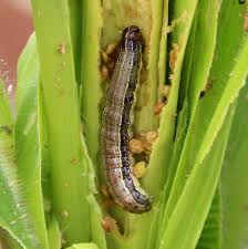 Research priorities natural enemy effectiveness in controlling target pests product development. Https Reliefweb Int Sites Reliefweb Int Files Resources Fallarmyworm Ipm Guide Forafrica Pdf