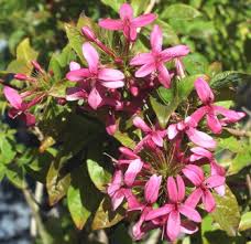 Image result for x Ruttyruspolia 'Phyllis van Heerden'