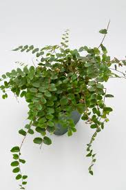 Image result for Pellaea boivinii