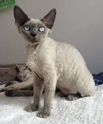 pin na doske zhivotnye