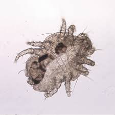 Image result for what do Cheyletiella look like in dog fur