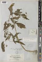 Image result for Aspilia ciliata