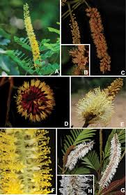 Image result for Gelrebia glandulosopedicellata