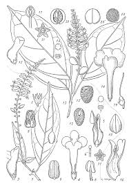 Image result for Thomandersia hensii