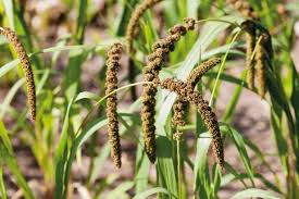 Image result for Setaria italica