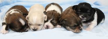 Save on hypoallergenic puppy food. Mi Ki Puppies For Sale In Colorado Royal T Mi Kis