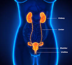 Kidney Stones And Treatment Methods Dornier Medtech Europe