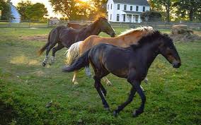 Old fashioned quality in portable horse barns. Maryland S Horse Heritage Visitmaryland Org