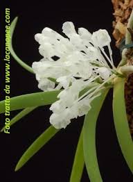 Image result for Podangis dactyloceras