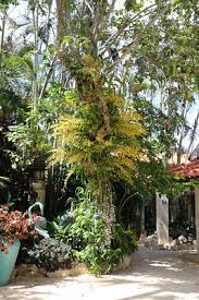 Image result for Microcoelia megalorrhiza