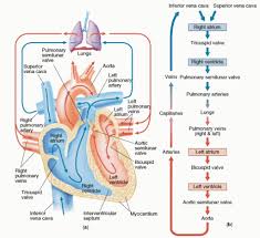 Flow Chart Of The Heart The Heart Flowchart Anatomy Of The
