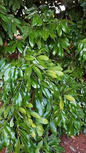 Image result for Craterosiphon quarrei