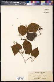 Image result for Cissus cucumerifolia