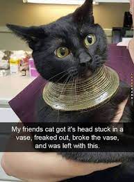 Top 25 Funny Cats Stuck In Things Cutest Cats Cute Funny Animals Funny Animals Funny Animal Pictures