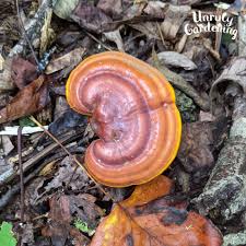 Image result for Ganoderma curtisii
