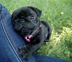 Nette Grosse Gemusterte Tiere Die Seiten Farben Mops Hundebabys Tiere