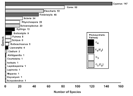 Image result for Cyperus mapanioides