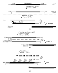 If rna is sheared beforehand, oligo(dt). Three Separate Schemes Of Second Strand Cdna Synthesis From The Dna Mrna Hybrid A A Classic Method Makes Advantage O Complementary Dna Molecular Biology Dna