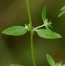 Image result for Oldenlandia angolensis