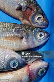 Image result for Boops boops