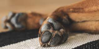 Faire Euthanasier Son Chien Pourquoi Quand Comment
