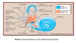 peri feral sensor organ anatomi si labirentler biyoloji egitim