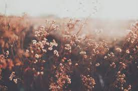 Check spelling or type a new query. Julia Starr Vintage Desktop Wallpapers Vintage Flowers Wallpaper Aesthetic Desktop Wallpaper