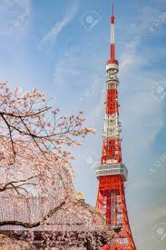 The yoshino cherry is a variety developed in tokyo. Tokyo Tower And Sakura Cherry Blossom In Japan Spring Season Stock Photo Picture And Royalty Free Image Image 92220649