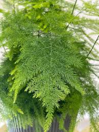 Image result for Asparagus pendulus