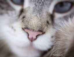 Learn more about the symptoms and treatment of liver cancer in cats on petmd.com. Septic Shock In Cats