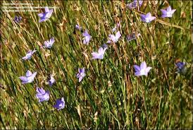 Image result for Wahlenbergia pulchella