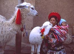 Tasseled Peruvian Llamas Peruvian Art Llama Alpaca Llama Images