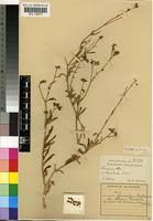 Image result for Limeum pterocarpum