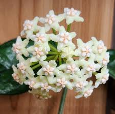 Image result for Polystachya villosa