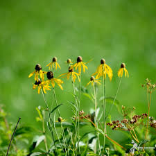 Image result for Cineraria pinnata