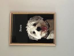 Enjoy painting your furry friend! Custom Pet Phone Case Designer Pet Portraits