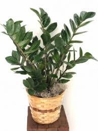 The plant's powerful appearance is nicely emphasised by the strong lines. Zz Plant In Nashville Tn Bloom Flowers Gifts