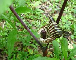 Image result for Arisaema