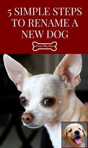 House Training A Puppy With Pads And Dog Training Courses In South Africa There Are Many Reasons Why Dogs Di Dog Training Dog Behavior Problems Dog Adoption
