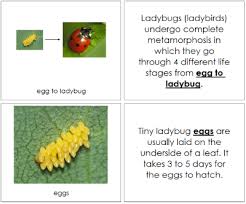 Ladybug Life Cycle Nomenclature Book Ladybug Life Cycle Life Cycles Bee Life Cycle