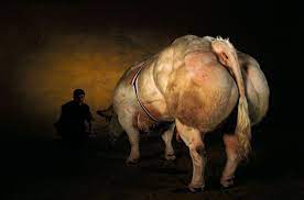 Belgian blue will be available on demand from the 3th of november. Nnn Blue Belgian And Beefy