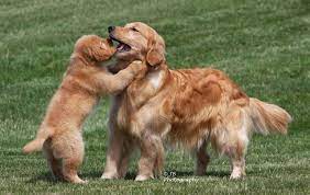 Mi Golden Retriever Breeder Kokopelli Goldens Puppy And Mom Retriever Golden Retriever Golden Retriever Breeder