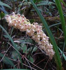 Image result for Stolzia compacta