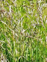 Image result for Aeollanthus pubescens