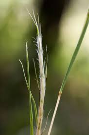Image result for Schizachyrium sanguineum