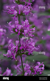 Image result for Hypoestes aristata