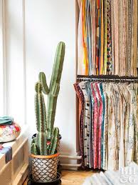 How to grow cactus/cacti from seeds| how to start cactus seeds cultivation and propagation: Indoor Cactus Garden Better Homes Gardens