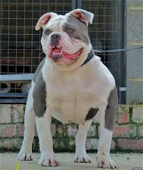 You can also upload and share your favorite english bulldog wallpapers. Blue English Bulldog And Its History Bulliepupsrus Com