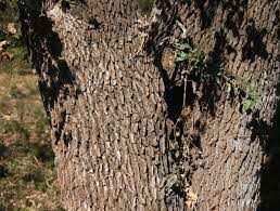 Image result for Combretum imberbe